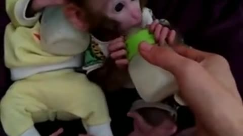 monkey baby twins