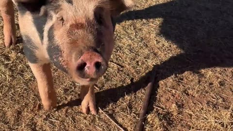 The Great Pig Escape: Berkshire-Hampshire Mangalistas on the Loose at H5 Ranch