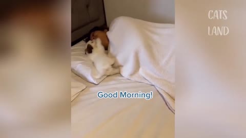 The puppy came to wake the owner