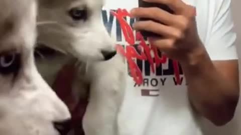 Cute husky getting viral..