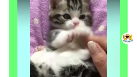 Cute kittens playing with each other complilations