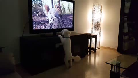 This Curious Pup Loves Watching Other Animals On TV