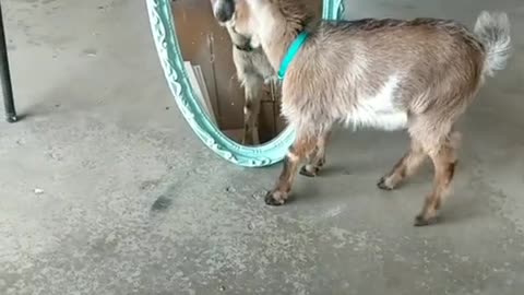 a goat kills itself when it looks at itself in a mirror