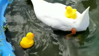 Young Goose Playing With Rubber Ducks in her Pool