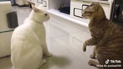 Cats speak English well.Funny video