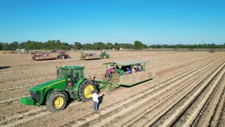 Sweet Potato Harvest