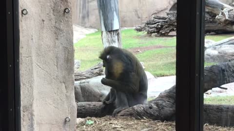 Mandrill Monkeys Around the Zoo