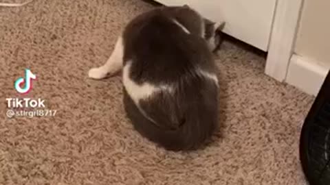Cat squeezes under door!