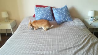 Bunny rabbit loves jumping on the bed just like humans!
