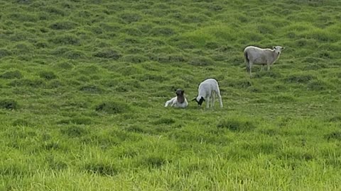 Baby Sheep Trying To Get Up