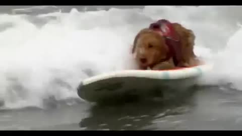 California Surf Dogs Take To The Waves