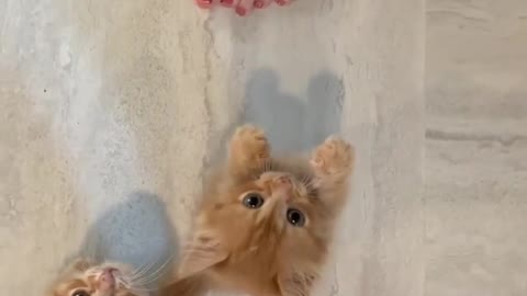 Kittens Meowing For Thier Momy
