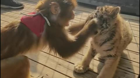Little monkey playing with little tiger