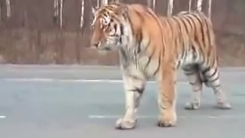 Tiger walking by road