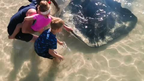 The Playful Local Stingray