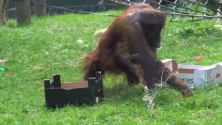 Ordenada mamá orangután guarda los juguetes