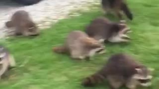 Feeding a Horde of Hungry Raccoons
