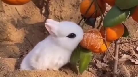 "2024's Funniest Animal Moments: Best Funny Animal Videos Ever! 😂🐾"