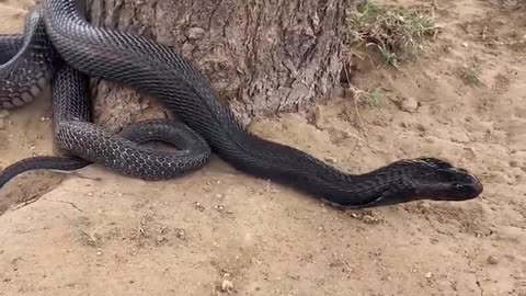 Black Cobra 🐍