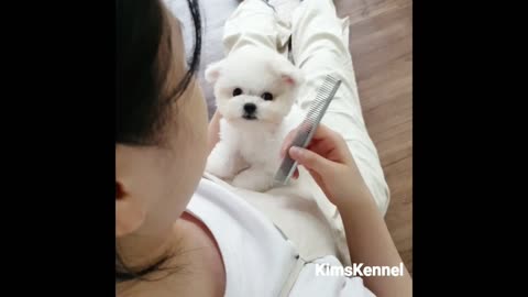 minibichon that fits into one's pocket - Teacup puppies KimsKennelUS