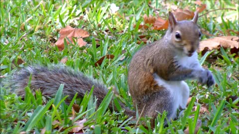 Eating squirrel in the jungle