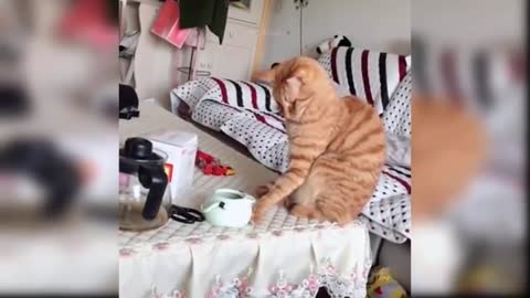 2021 Cute and Funny Cat Videos
