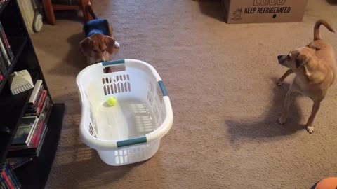 Dog not not being able to get ball from laundry basket and is scared of it