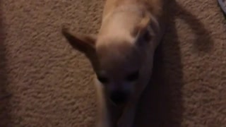 Dog crawling on carpet with only its front legs