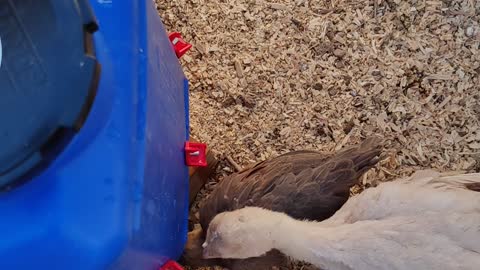 Automatic waterer for out Chickens and Turkeys!