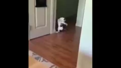 Cat funny videos for girls 😂 #cat #cats #viral #trending #rumble #shorts