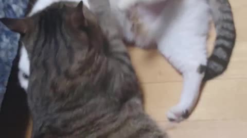 Cats playing tricks on each other.