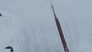 Fumbling Bird Nearly Slides off Snowy Roof