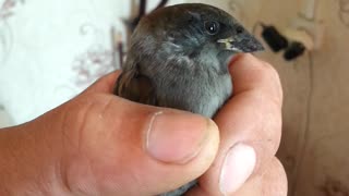Sparrow saved from the cat