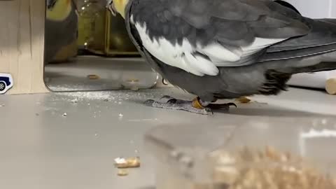 Cocktail bird eats cereal and wanders around the room and looks at itself in the mirror (1)