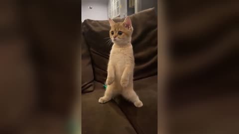 Cute Kitten Stands on Two legs
