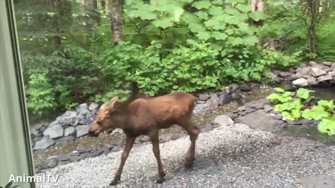 Cute Baby Moose!
