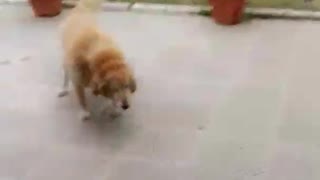 Golden retriever is scared of moving toy car in backyard