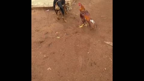 Crazy chicken never give up attitude