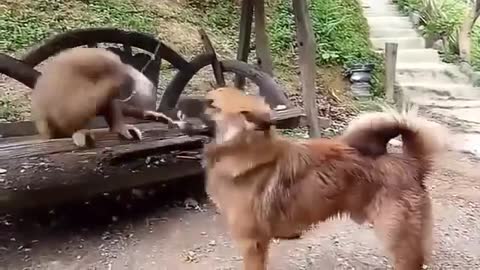 Dog vs Monkey