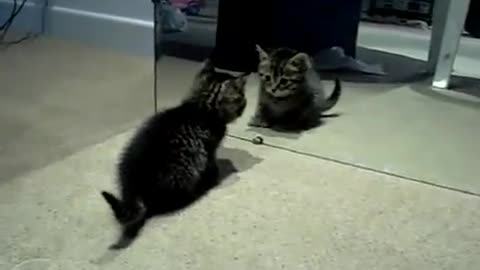 Cute Crazy Kitten Vs Mirror