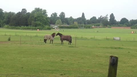 Horses fighting or playing??