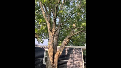 Alvarado Trees Services and Removal - (682) 712-7931