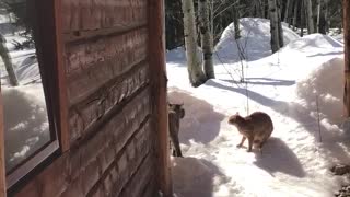 Kitten Stands Off Against Bobcat