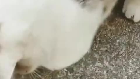cute cat funny video best clip