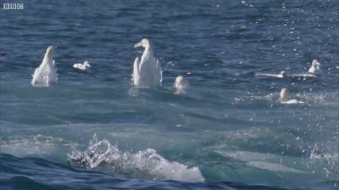 Torpedo Gannet Diving! | Nature's Great Events w/ David Attenborough | BBC