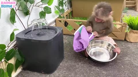 Baby monkey helps dad with house work