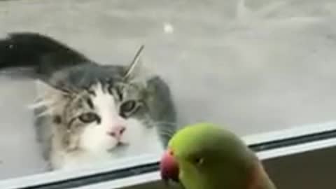 Check out this silly bird playing peek-a-boo with a cat