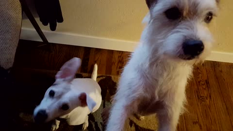 Terriers worried about dinner