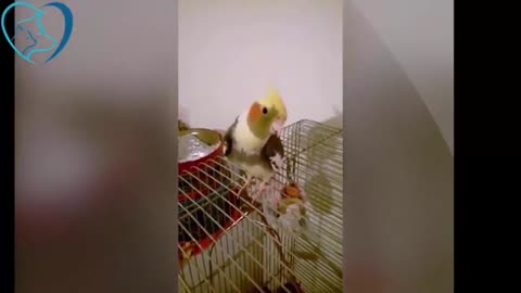 Funny Parrots | FUNY Parrots Singing Hitsongs