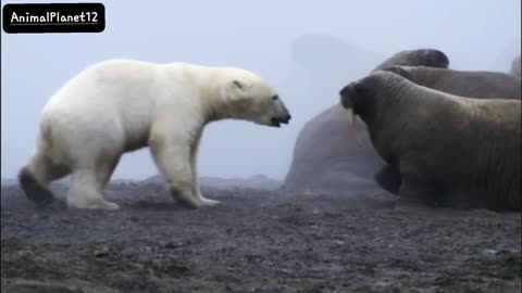 Polar Bear vs Walrus / AnimalPlanet12 /_(1080P_HD).MP4